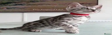 Miss Red: Silver