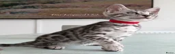Bengal cats for sale: TICA Pedigree Bengals in Lynx and Silver Charcoal - Advert 13