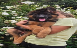 German Shepherd dogs for sale: Beautiful girl available  - Image 4