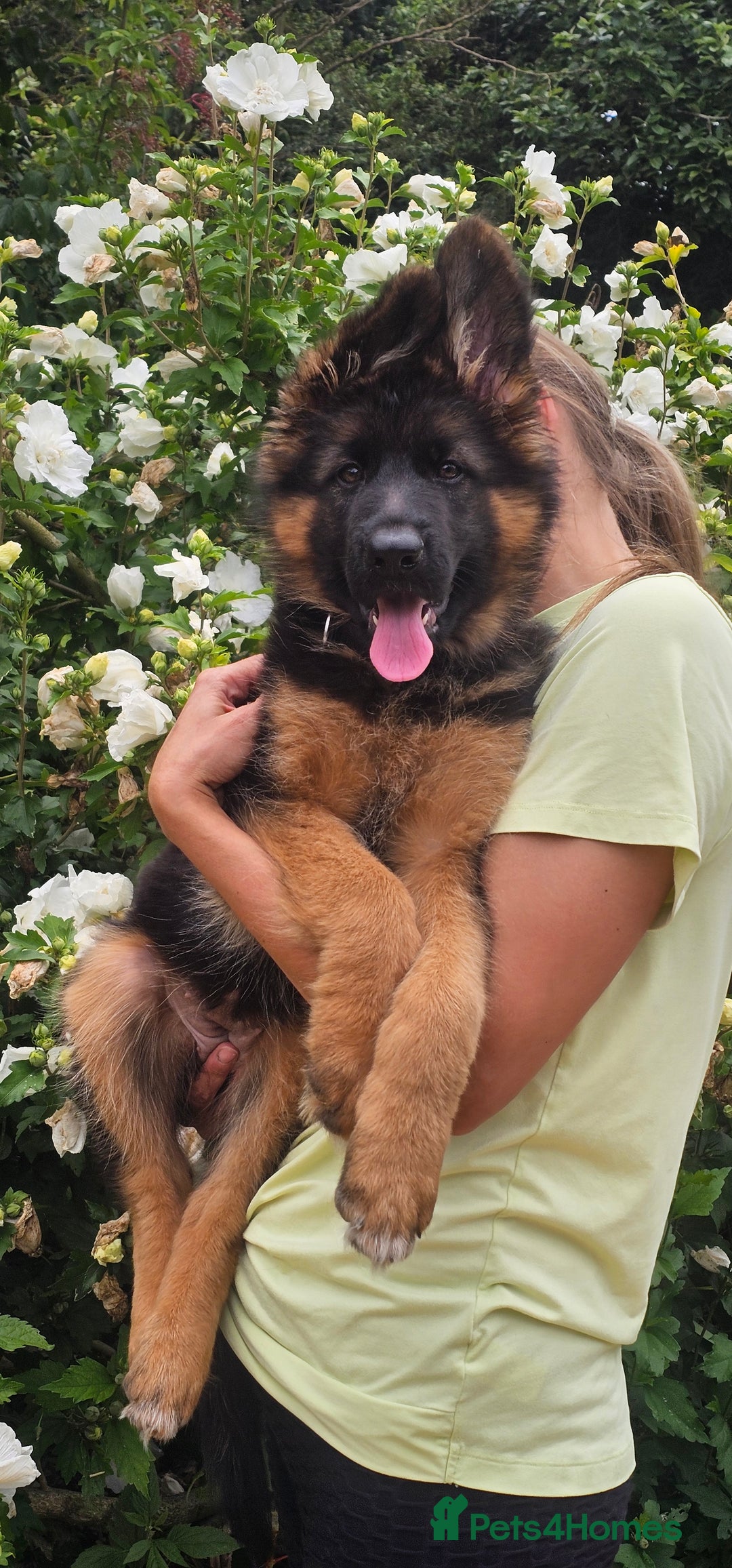 German Shepherd dogs for sale: Beautiful girl available  - Image 4