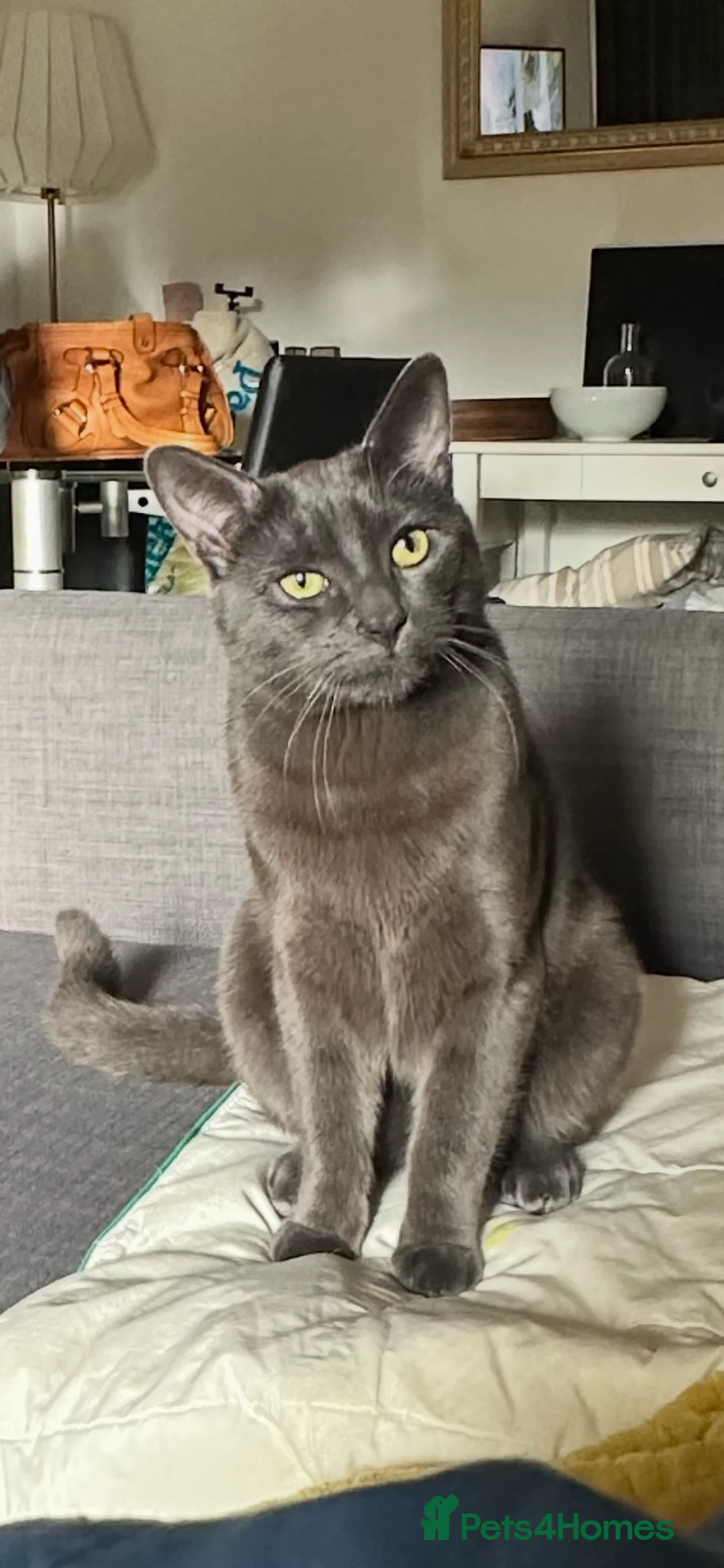 Chartreux cats for stud: Handsome BSH mix for Stud  in London - Advert 10