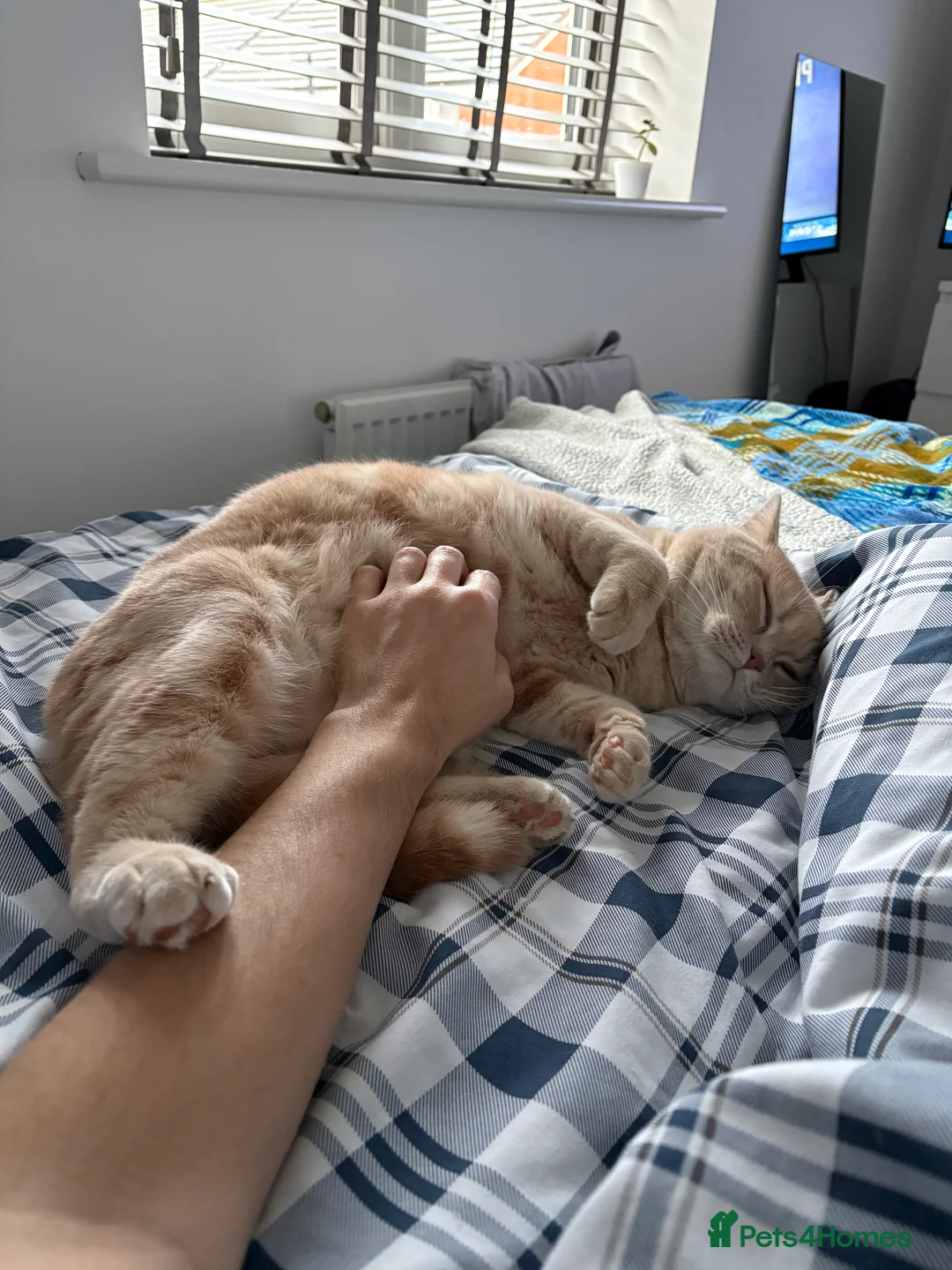 British Shorthair cats for sale: British shorthairs 1 years old brother and sister  - Advert 10