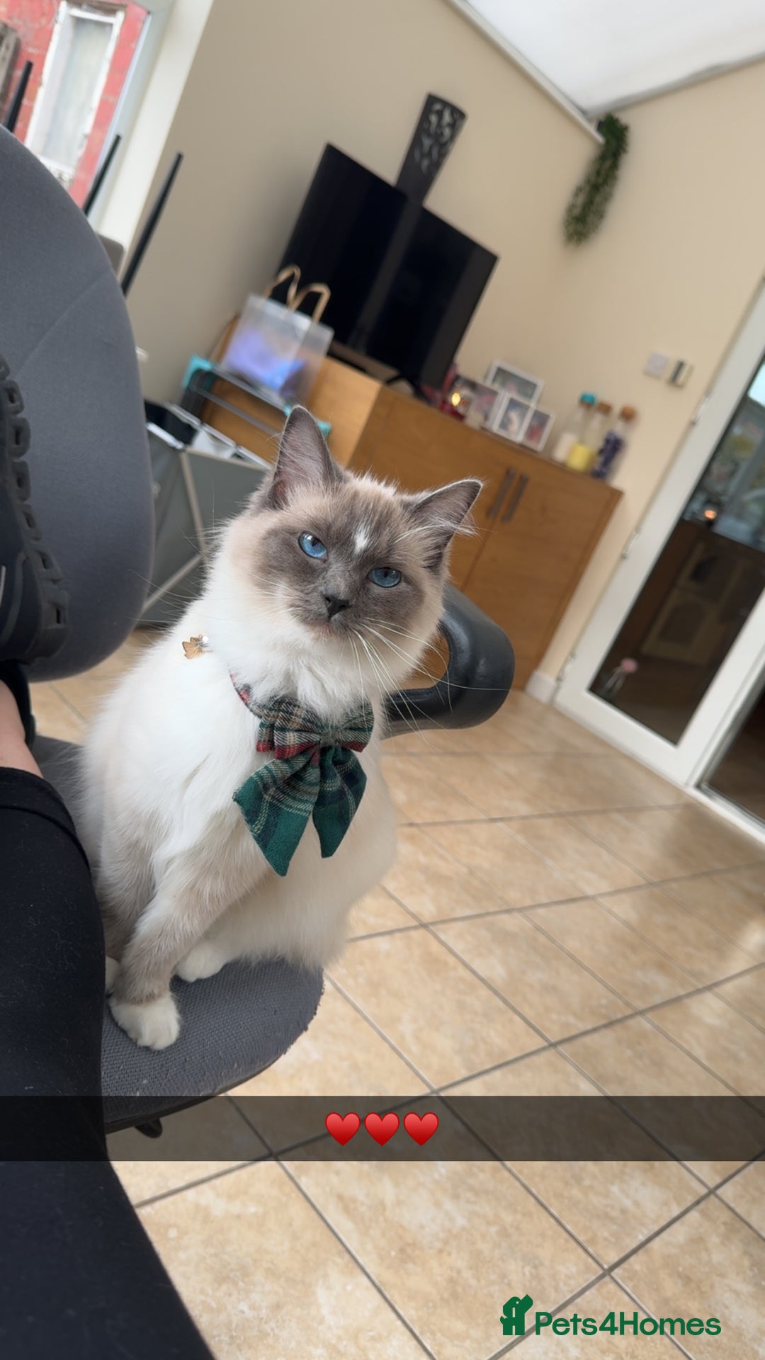 Ragdoll cats for sale: Ragdoll cat  - Advert 3