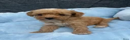 Toy Poodle dogs for sale: Adorable Toy Poodle Puppies 1 LEFT! *READY TO GO* - Advert 21