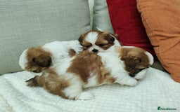 Shih Tzu dogs for sale: Shih Tzu - Image 11