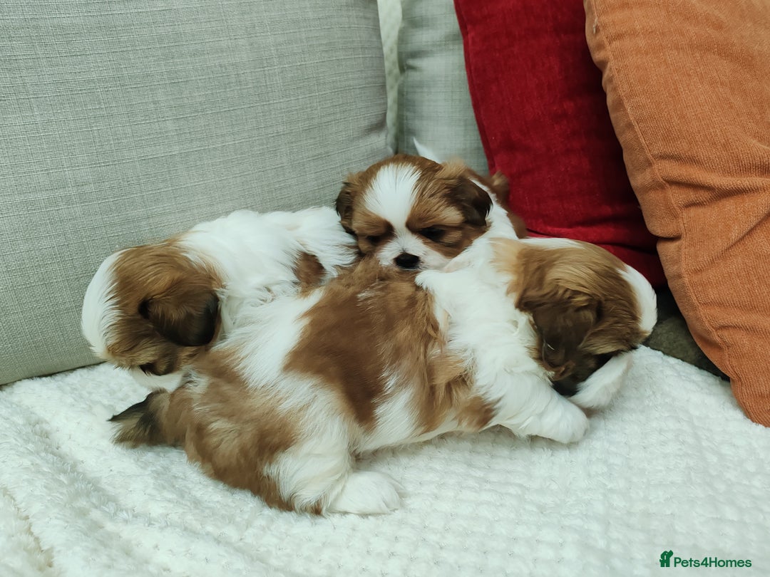 Shih Tzu dogs for sale: Shih Tzu - Image 11