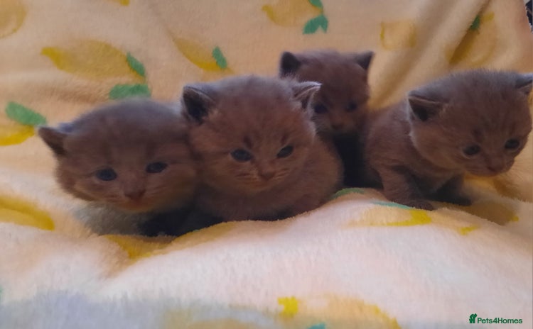 British Shorthair cats - Advert 2