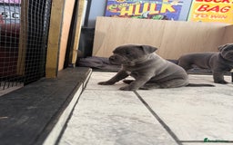 Staffordshire Bull Terrier dogs for sale: Blue Staff pups - Image 12