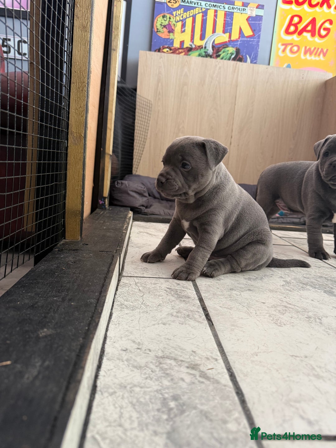 Staffordshire Bull Terrier dogs for sale: Blue Staff pups - Image 12