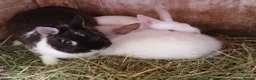Netherland Dwarf rabbits for sale: Adult Netherland Dwarf Doe - Vaccinated Rehome 😍  - Advert 3