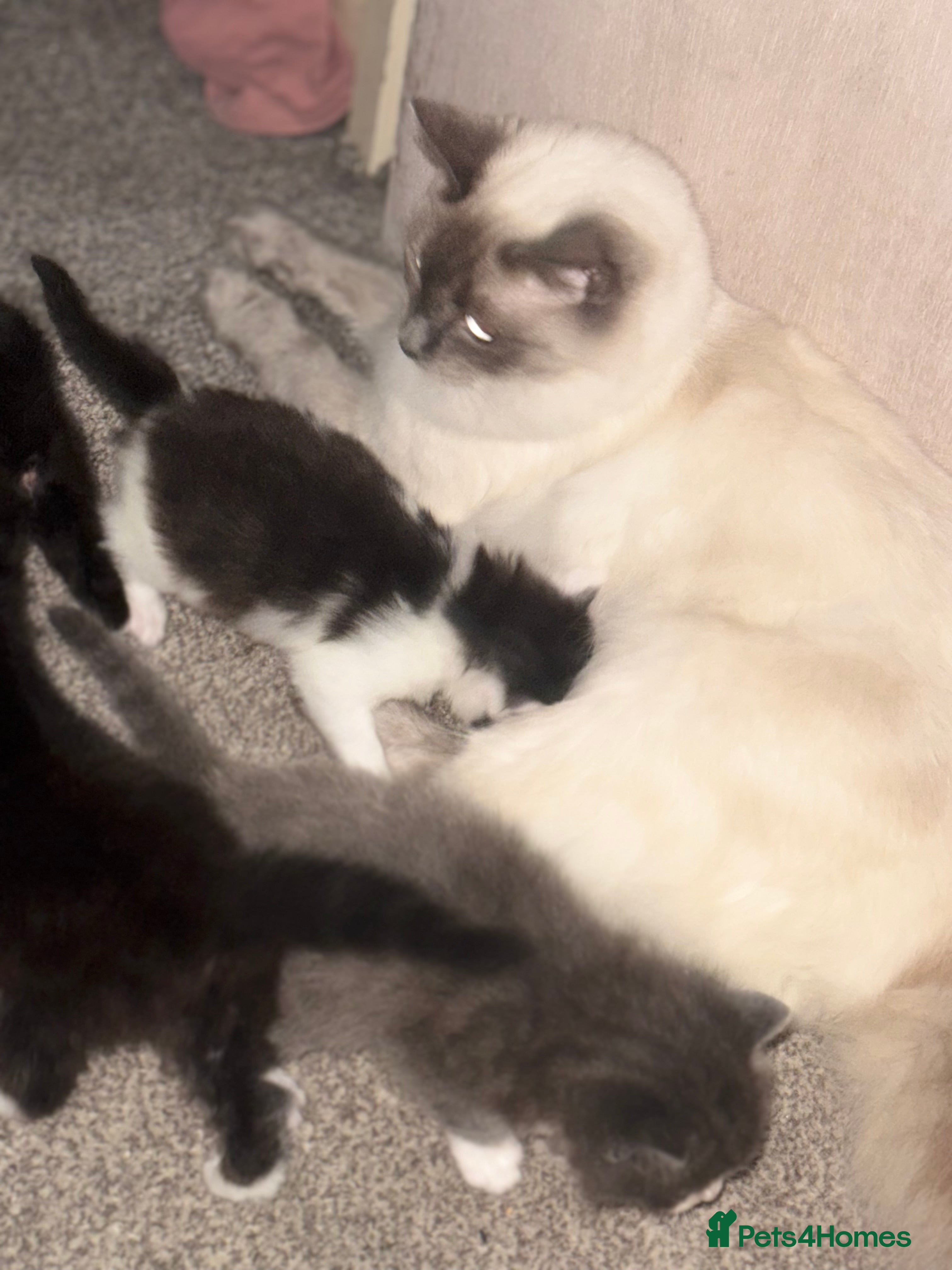 Ragdoll cats Ragdoll cross kittens  - Advert 2