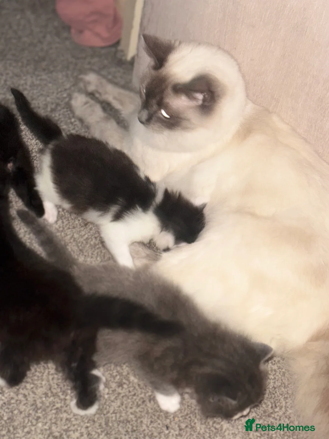 Ragdoll cats for sale: Ragdoll cross kittens  - Advert 1