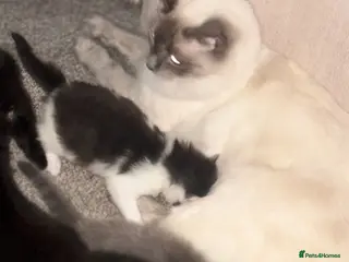 Ragdoll cats Ragdoll cross kittens - Advert 1