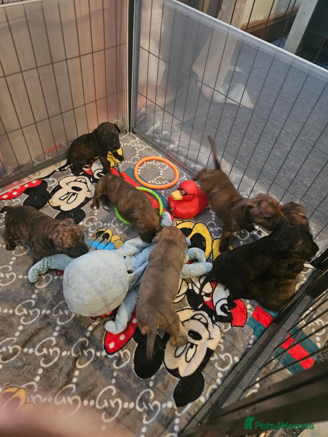 Staffordshire Bull Terrier dogs for sale: 🐶  STAFFY PUPPYS 🐶  - Image 3