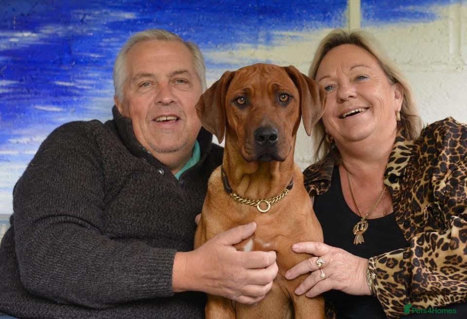 Rhodesian Ridgeback dogs Rhodesian Ridgeback puppies  - Advert 1