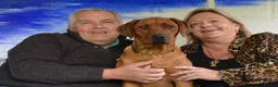 Rhodesian Ridgeback dogs for sale: Rhodesian Ridgeback puppies  - Advert 1