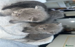 British Shorthair cats for sale: 5 remarkable British shorthairs  - Image 3