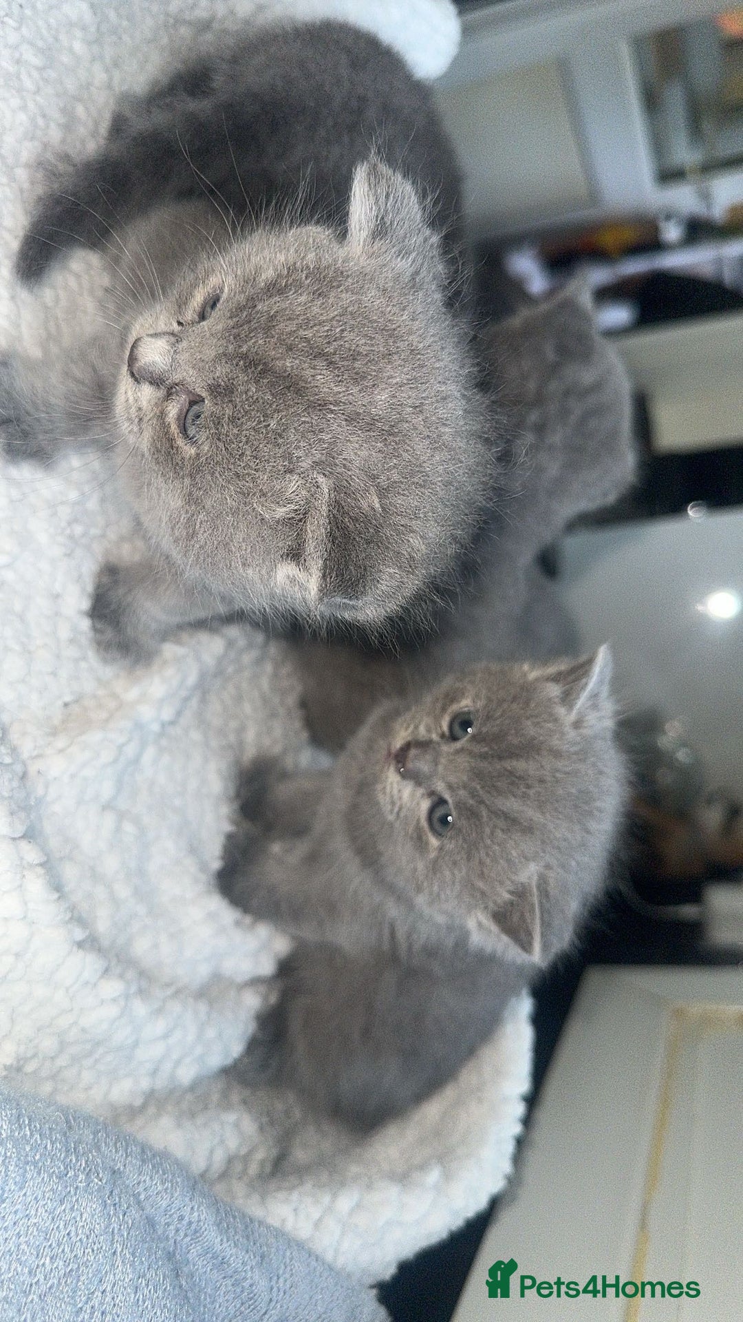 British Shorthair cats for sale: 5 remarkable British shorthairs  - Image 3