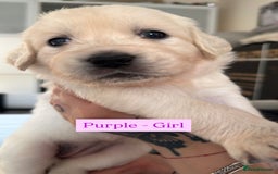 Golden Retriever dogs for sale: Golden Retriever Puppies 4 boys & 3 girls  - Image 26