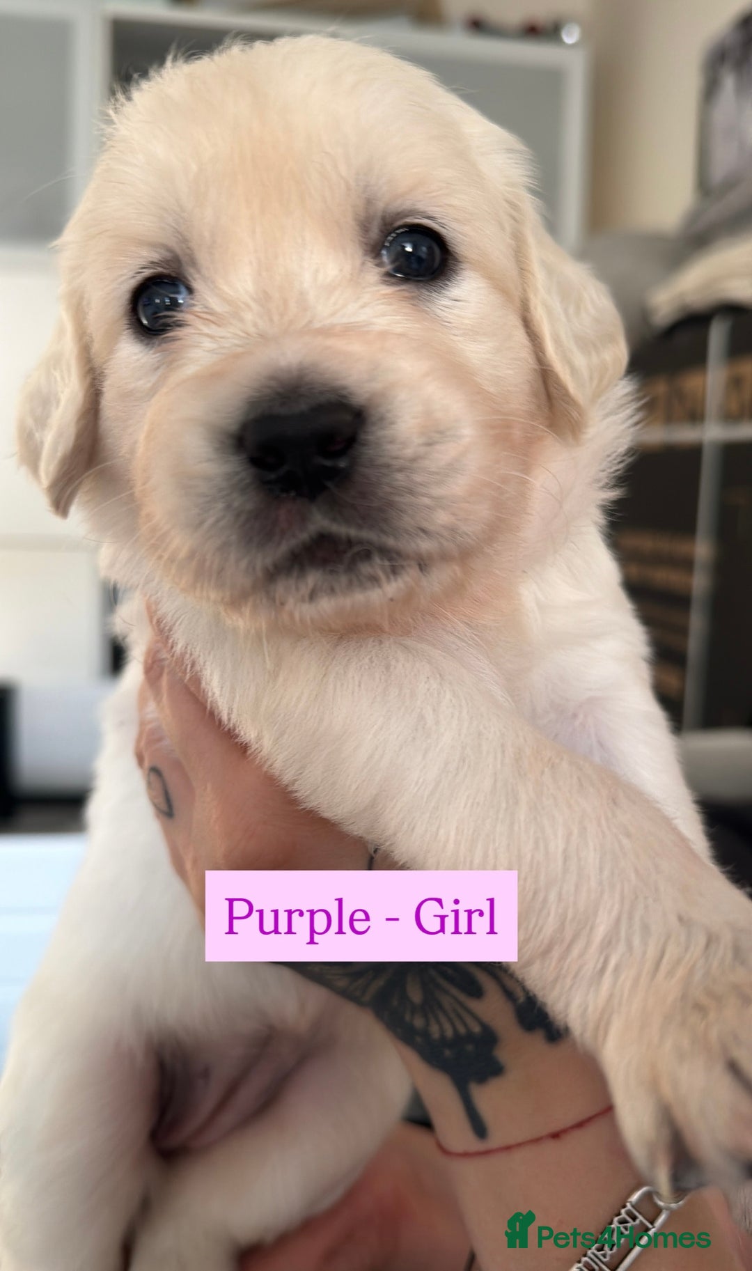Golden Retriever dogs for sale: Golden Retriever Puppies 4 boys & 3 girls  - Image 26