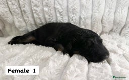 German Shepherd dogs for sale: BIG BONDED, LONG HAIRED GSD PUPPYS  - Image 14