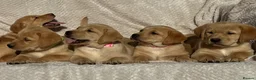 Labrador Retriever dogs for sale: Beautiful litter of KC reg Labrador puppies  - Advert 19