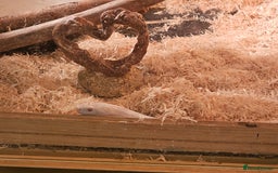 Corn Snake reptiles for sale: Snow corn and viv - Image 8