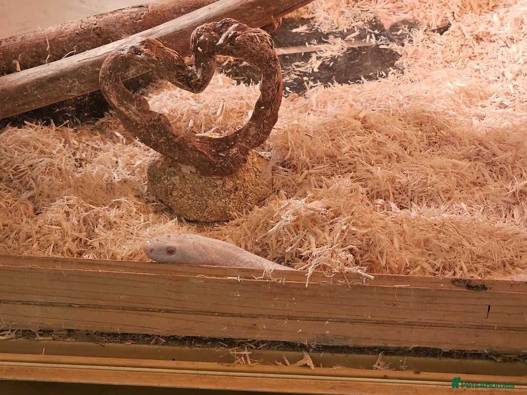 Corn Snake reptiles for sale: Snow corn and viv - Image 8
