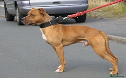 Staffordshire Bull Terrier dogs for sale: Beautiful staff pups for sale - Image 13