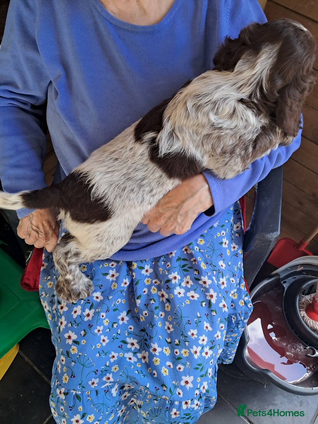 Sprocker dogs for sale: Sprocker puppies  - Image 3