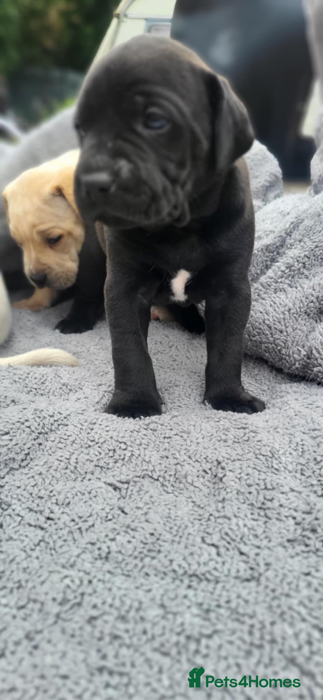 Mixed Breed dogs for sale: Ready to collect – Cane Corso puppies  - Image 33