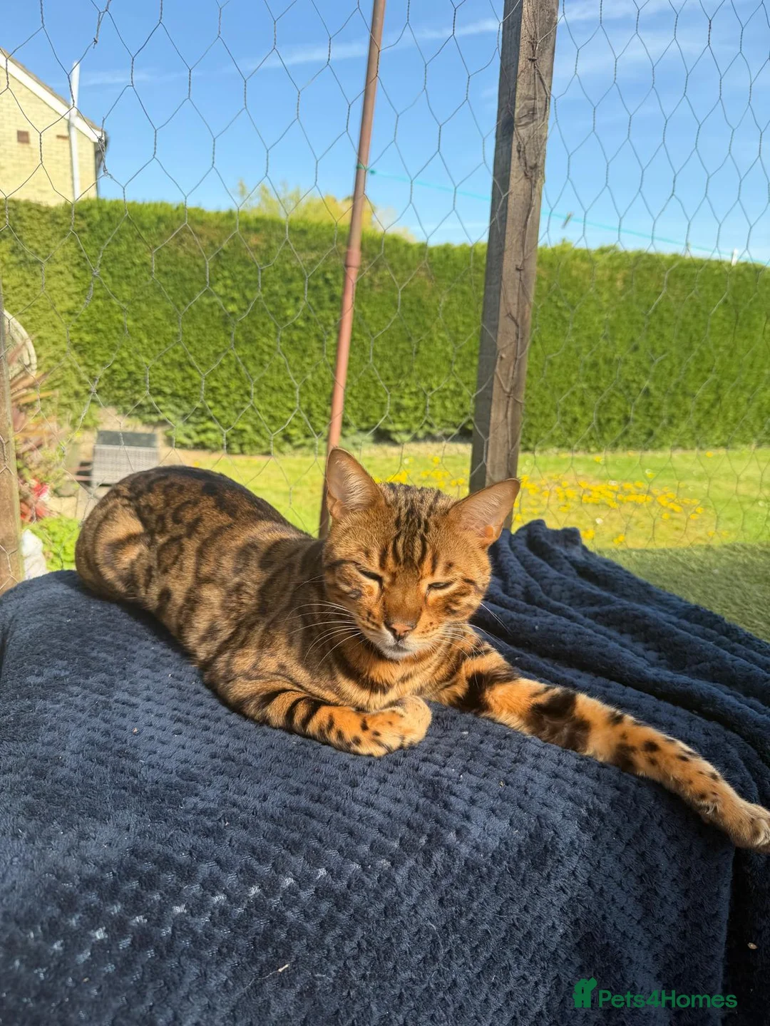 Bengal cats for sale: Male bengal  - Advert 7