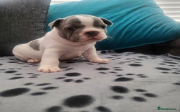 French Bulldog dogs for sale: KC Registered Frenchies ONLY 3 LEFT - Image 28