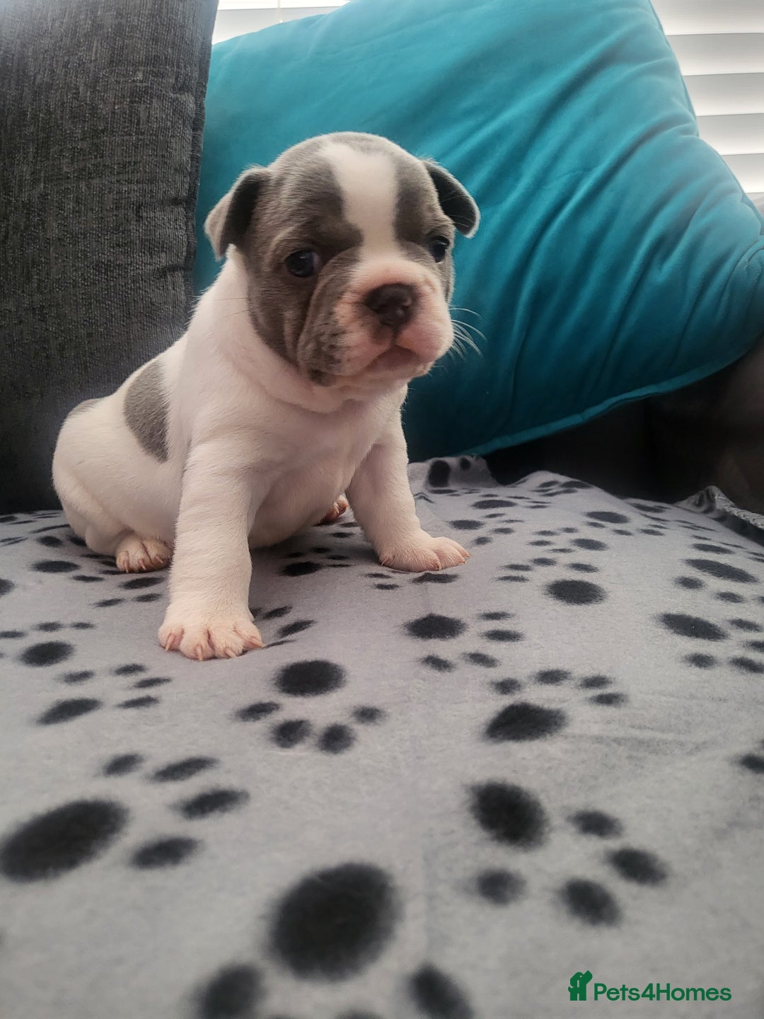 French Bulldog dogs for sale: KC Registered Frenchies ONLY 3 LEFT - Image 28