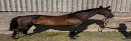 Irish Thoroughbred horses for sale: Happy Hack, ride and lead mum/daughter share - Advert 2