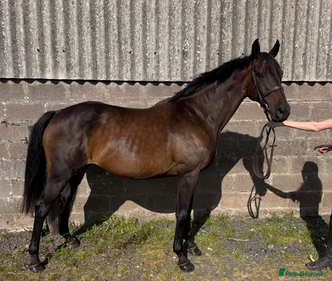 Irish Thoroughbred horses for sale: Happy Hack, ride and lead mum/daughter share - Advert 2