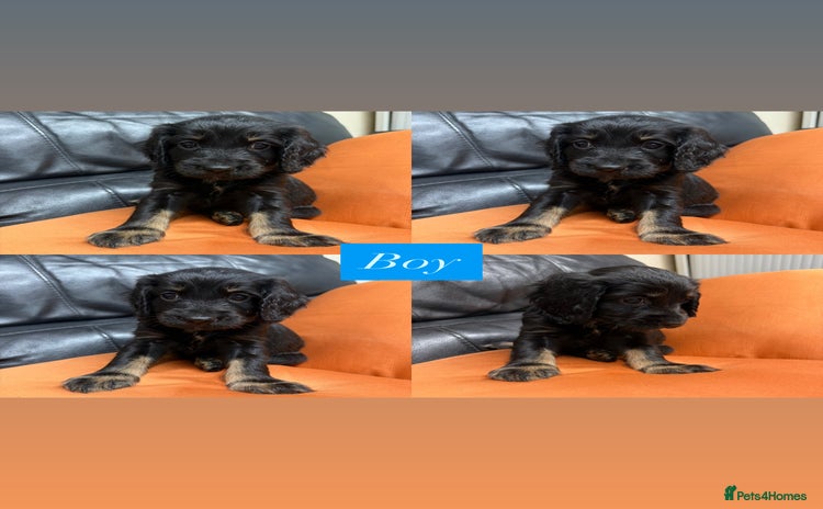 Sprocker dogs - Advert 3