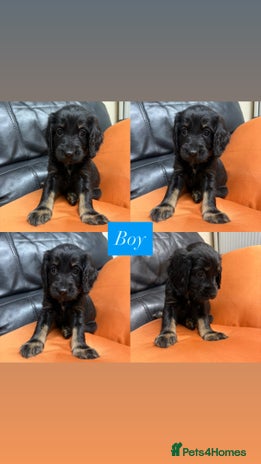 Sprocker dogs - Advert 7