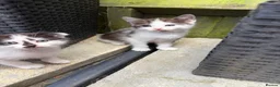 Mixed Breed cats for sale: Beautiful kittens for sale  - Advert 10