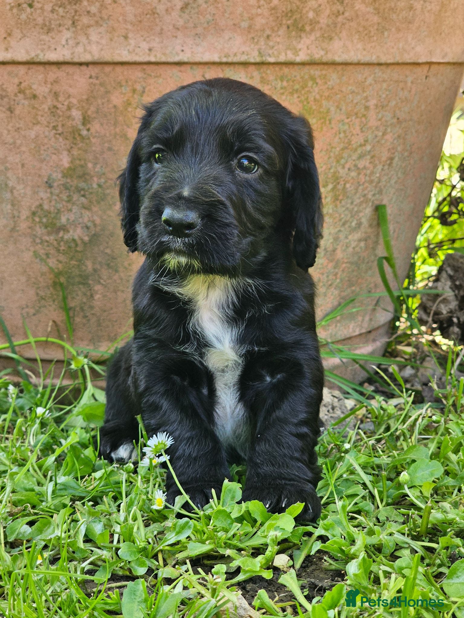 Cocker Spaniel dogs Cocker Spaniel Puppies - Advert 1