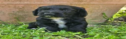 Cocker Spaniel dogs for sale: Cocker Spaniel Puppies in Petworth - Advert 1