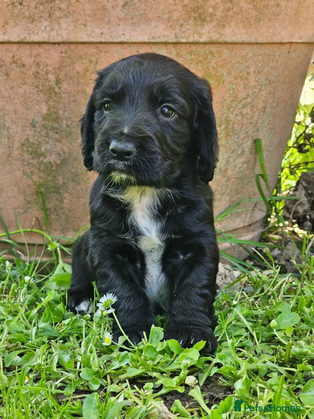 Cocker Spaniel dogs for sale: Cocker Spaniel Puppies in Petworth - Advert 1