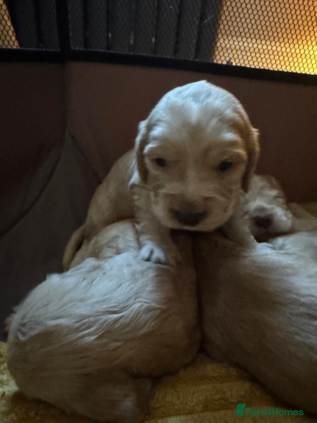 Cocker Spaniel dogs for sale: 7 gorgeous little cocker spaniel pups - Advert 2