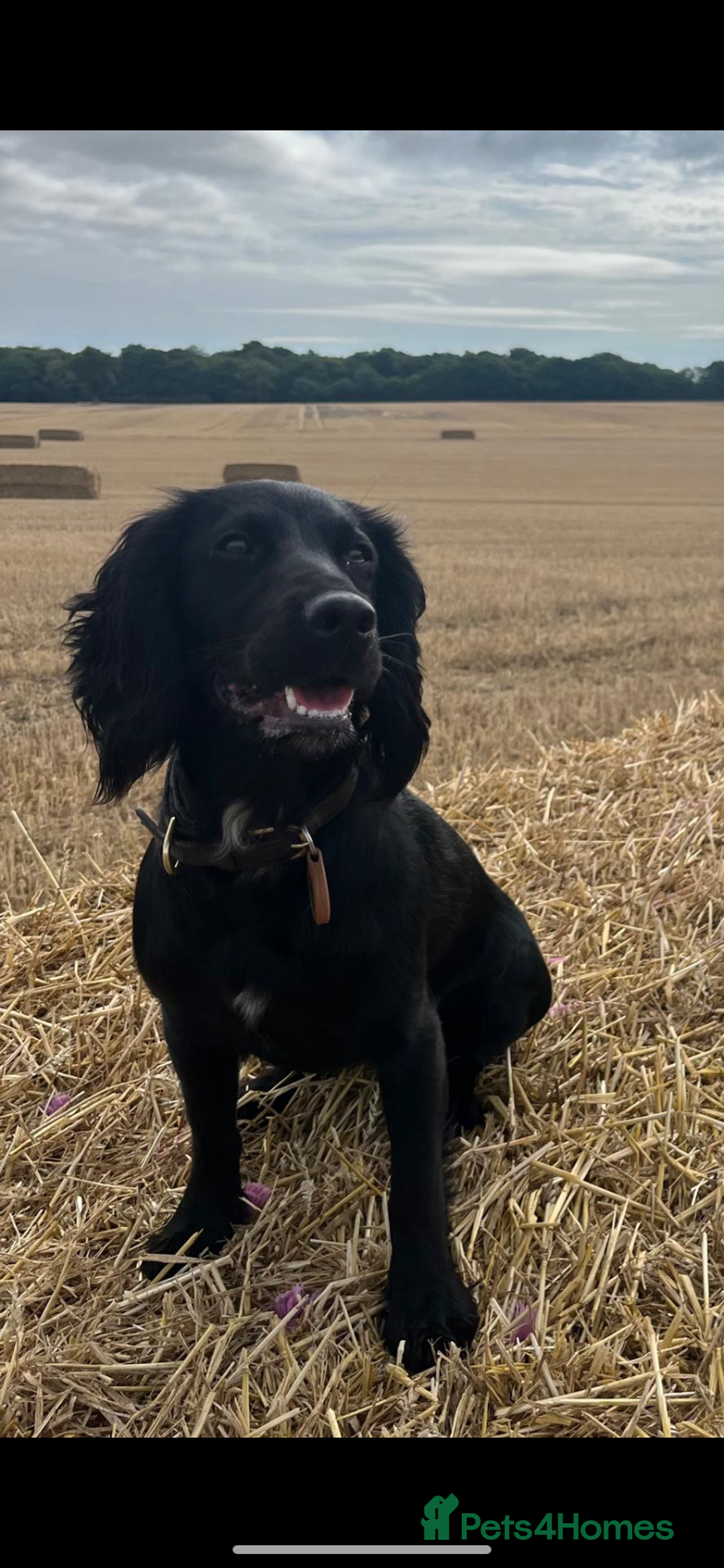 Cocker Spaniel dogs for sale: KC Working Cocker Spaniel Puppies  - Advert 13