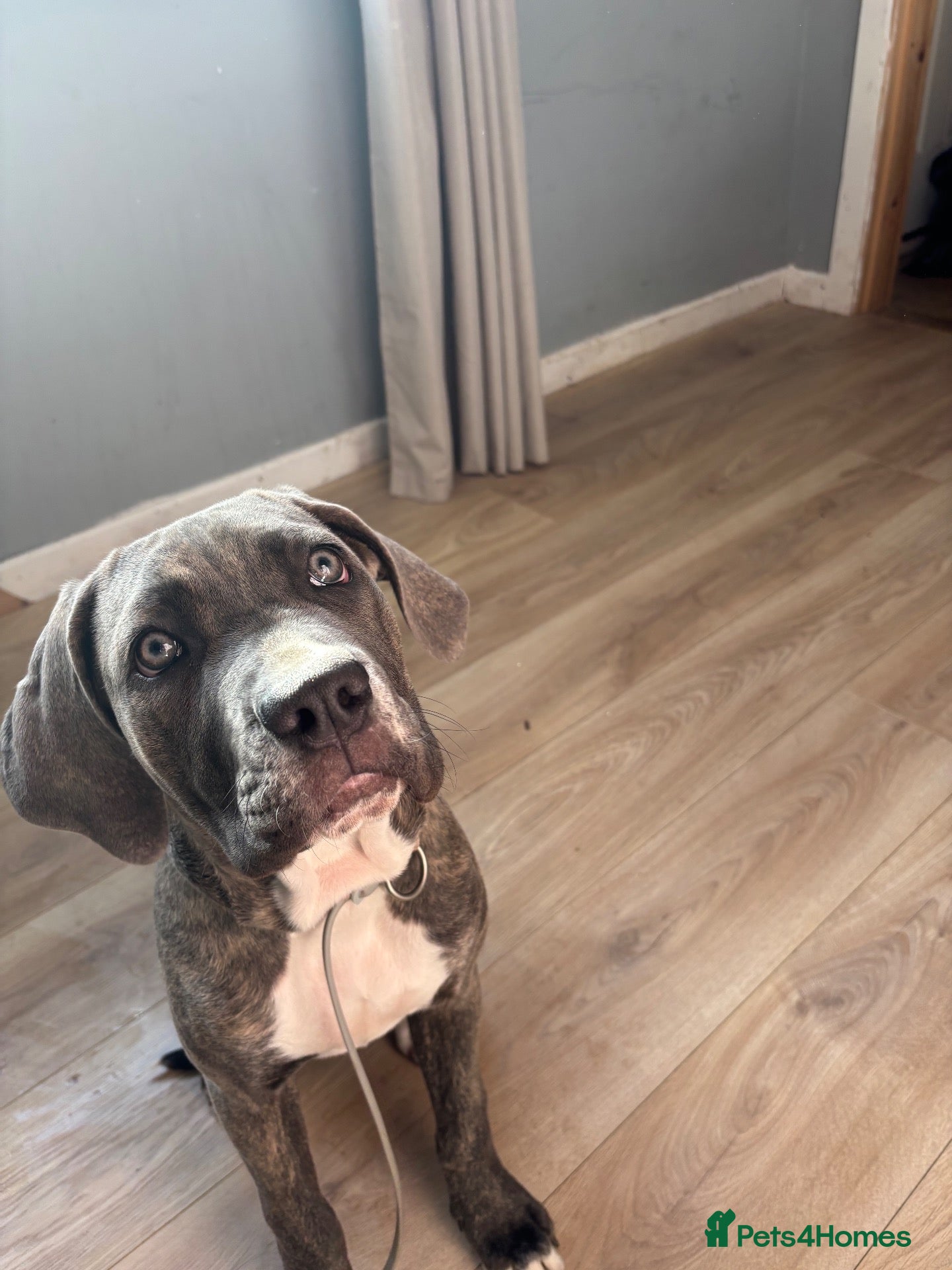 Cane Corso dogs for sale: Lucy The Cane corso - Advert 2