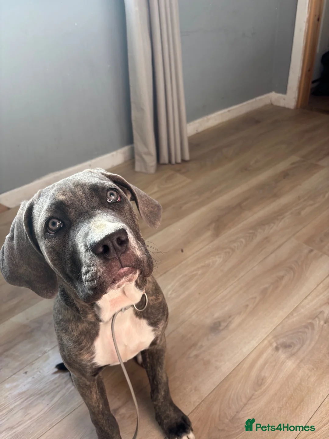 Cane Corso dogs for sale: Lucy The Cane corso - Advert 1