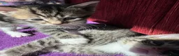 Mixed Breed cats for sale: Gorgeous kittens ready to leave now!  - Advert 3