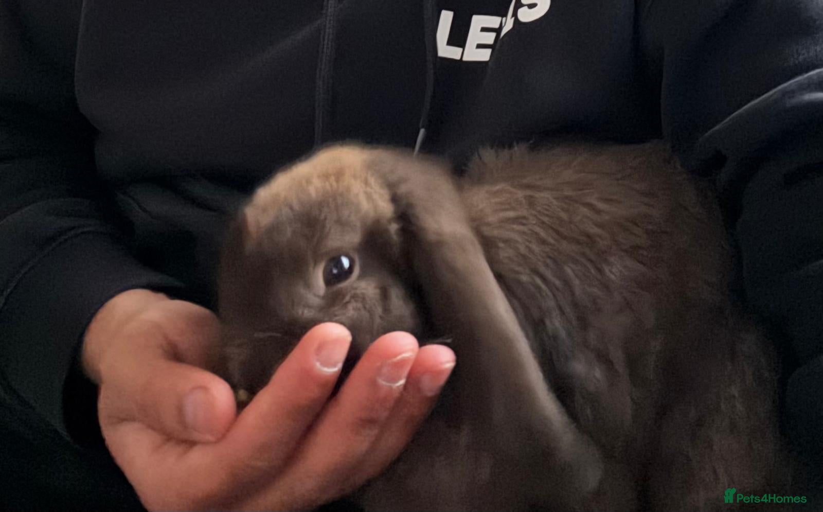 Mini Lop rabbits for sale: Purebred mini lop in Bournemouth - Advert 2