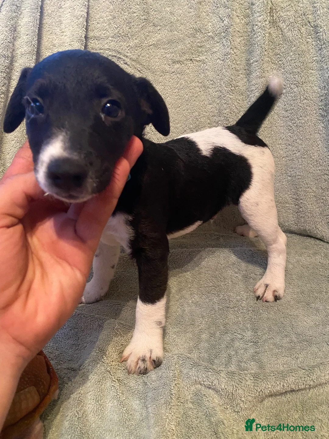 Jack Russell dogs for sale: Jack Russel terrier  in Ferndown - Advert 9