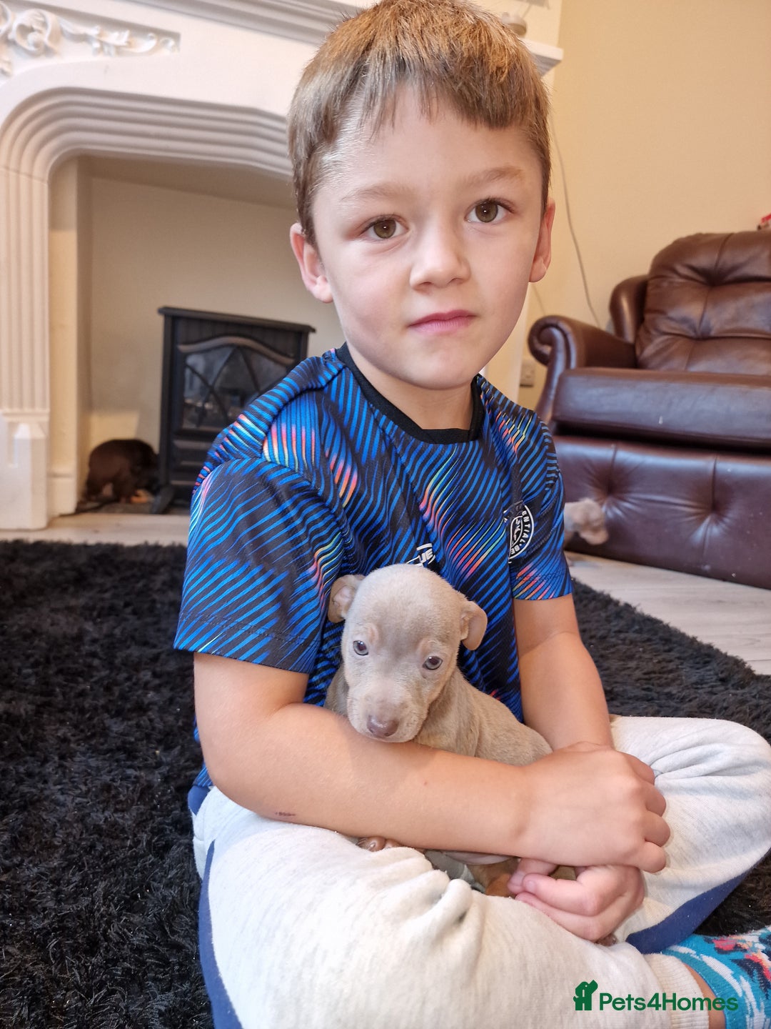 Jack Russell dogs for sale: Beautiful Muchwenlock Jack Russell puppies - Image 18